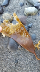 Laminariaceae