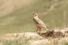 Przevalski's Partridge photo 4
