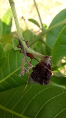 Oxymerus basalis