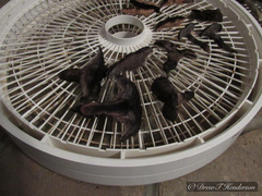 Hydnellum fuscoindicum