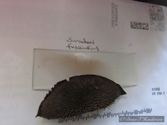 Hydnellum fuscoindicum