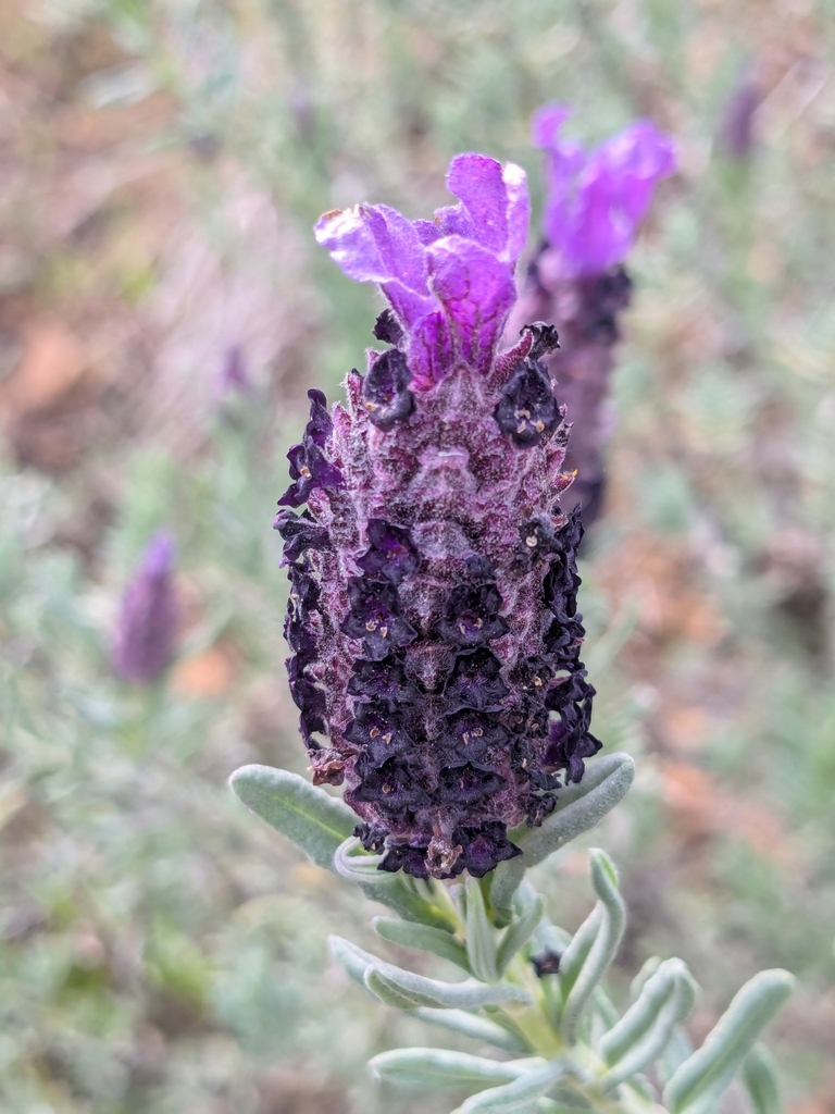 Lavandula stoechas, Pano Lefkara, Larnaka, CY