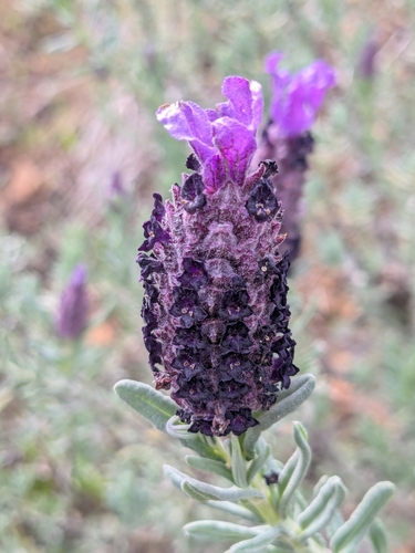 Lavandula stoechas