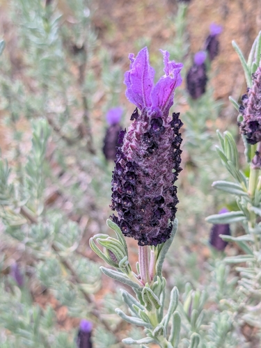 Lavandula stoechas