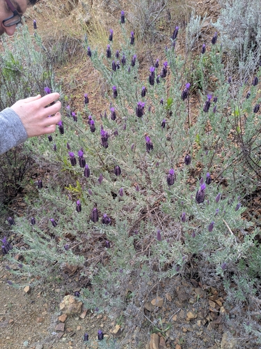 Lavandula stoechas