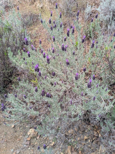 Lavandula stoechas