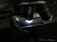 Hydnellum fuscoindicum