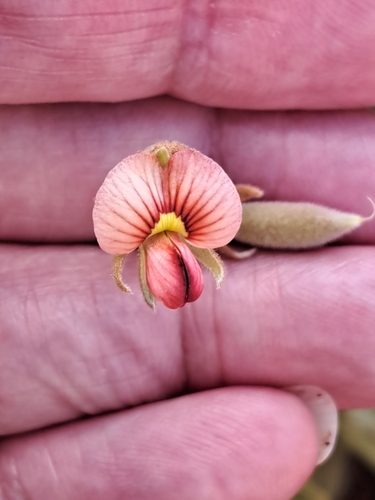 Isotropis atropurpurea, 2025-08-20