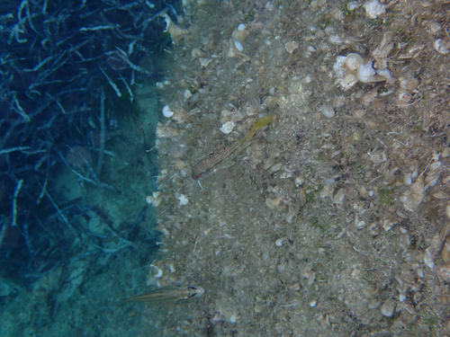 Mullus surmuletus