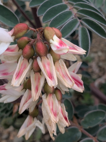Erophaca baetica orientalis photographed in Cyprus