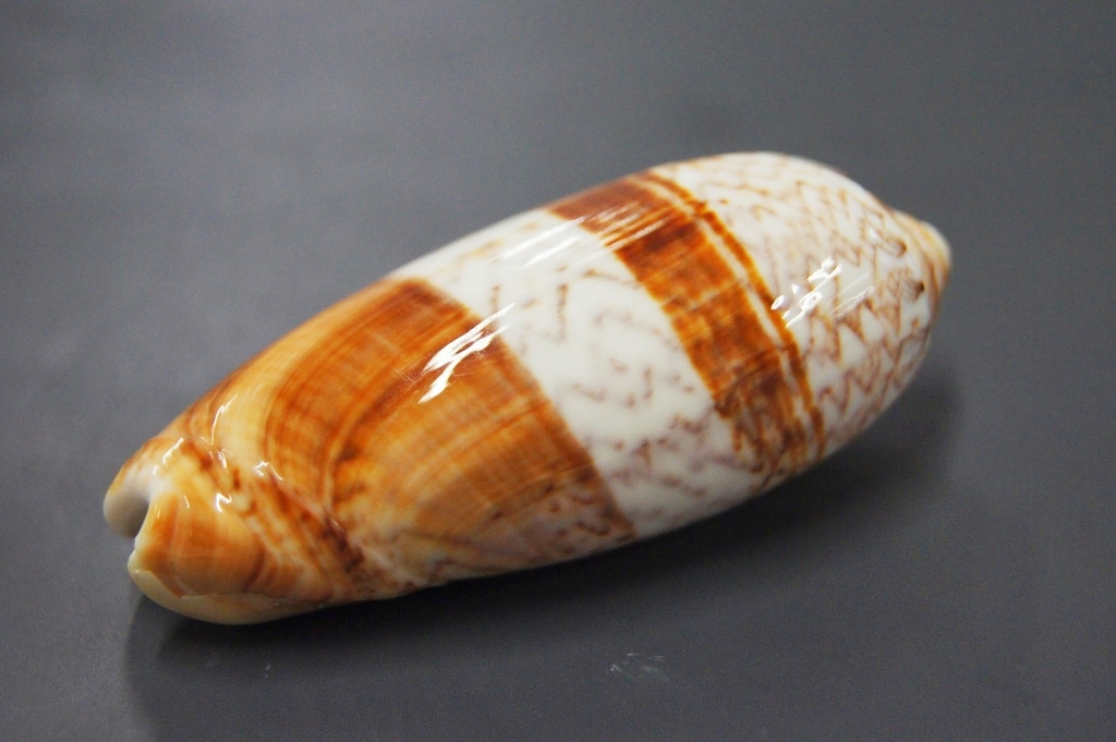 Oliva bifasciata