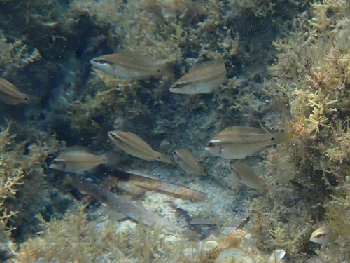 Symphodus tinca