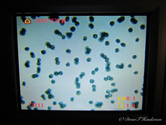 Hydnellum fuscoindicum