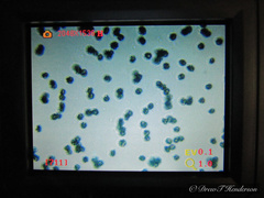 Hydnellum fuscoindicum