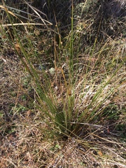 Juncus effusus pacificus