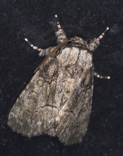 Brother Moth photo 5