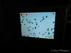 Hydnellum fuscoindicum