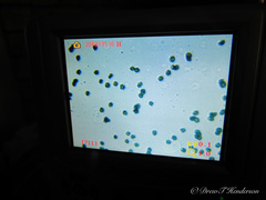 Hydnellum fuscoindicum