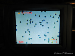 Hydnellum fuscoindicum