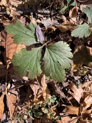Waldsteinia fragarioides