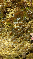 Nostocales