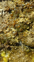 Nostocales