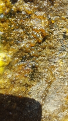 Nostocales