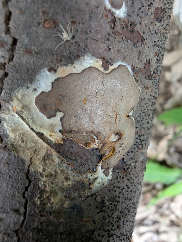 Dictydiaethalium plumbeum