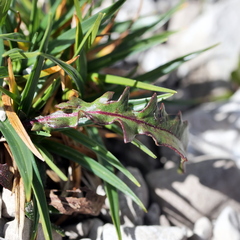 Leontodon hyoseroides, photograph Wolfgang Jauch, CC BY, iNaturalist via GBIF