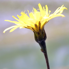 Leontodon hyoseroides, photograph Wolfgang Jauch, CC BY, iNaturalist via GBIF