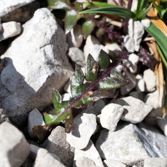 Leontodon hyoseroides, photograph Wolfgang Jauch, CC BY, iNaturalist via GBIF