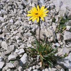 Leontodon hyoseroides, photograph Wolfgang Jauch, CC BY, iNaturalist via GBIF