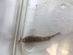 Gobiomorphus cotidianus