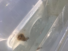 Gobiomorphus cotidianus