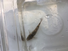 Gobiomorphus cotidianus