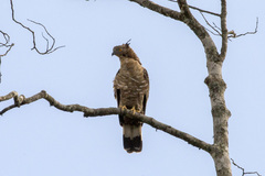 Pernis ptilorhynchus torquatus