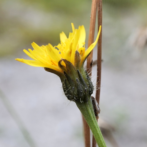 Leontodon hyoseroides