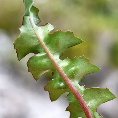Leontodon hyoseroides, photograph Wolfgang Jauch, CC BY, iNaturalist via GBIF