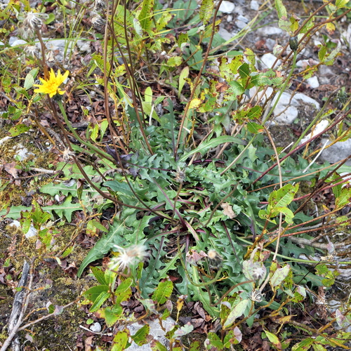 Leontodon hyoseroides, photograph 2