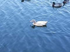 Anas platyrhynchos domesticus