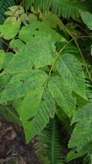 Aruncus