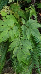 Aruncus