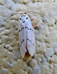 Enaemia atrolinea