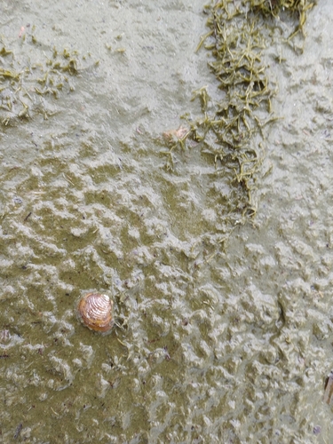 Corbicula fluminea