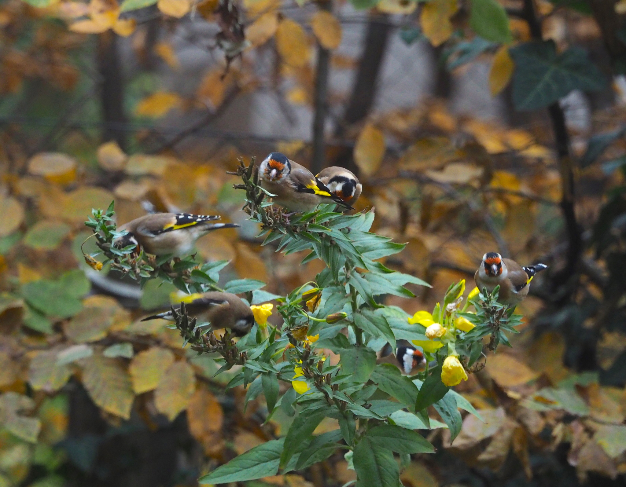 European Goldfinch