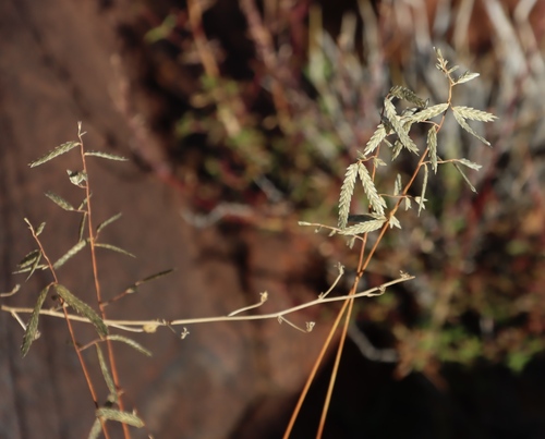 Wether Love Grass (Eragrostis nindensis)