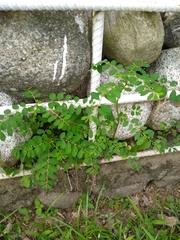 Phyllanthus niruri