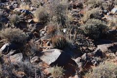 Aloe claviflora, photograph (c) Tony Rebelo, some rights reserved (CC BY-SA)