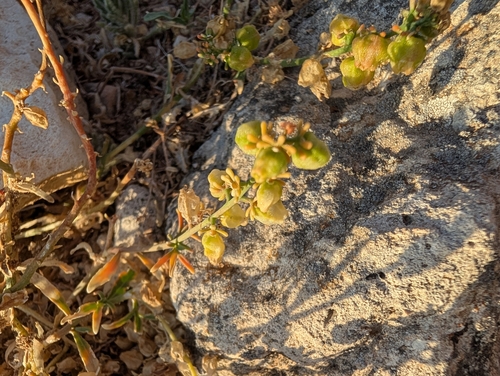 Reseda minoica (Reseda minoica)