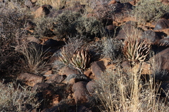 Aloe claviflora, photograph (c) Tony Rebelo, some rights reserved (CC BY-SA)